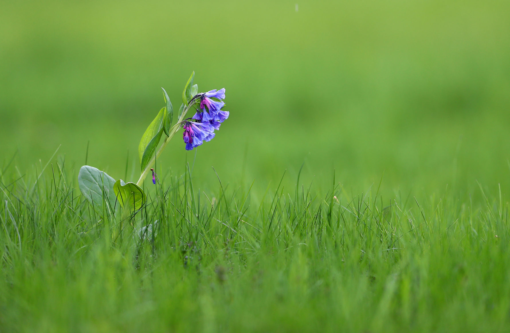 050120bp-bluebells